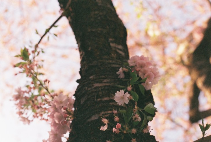 Kirschblueten am Stamm